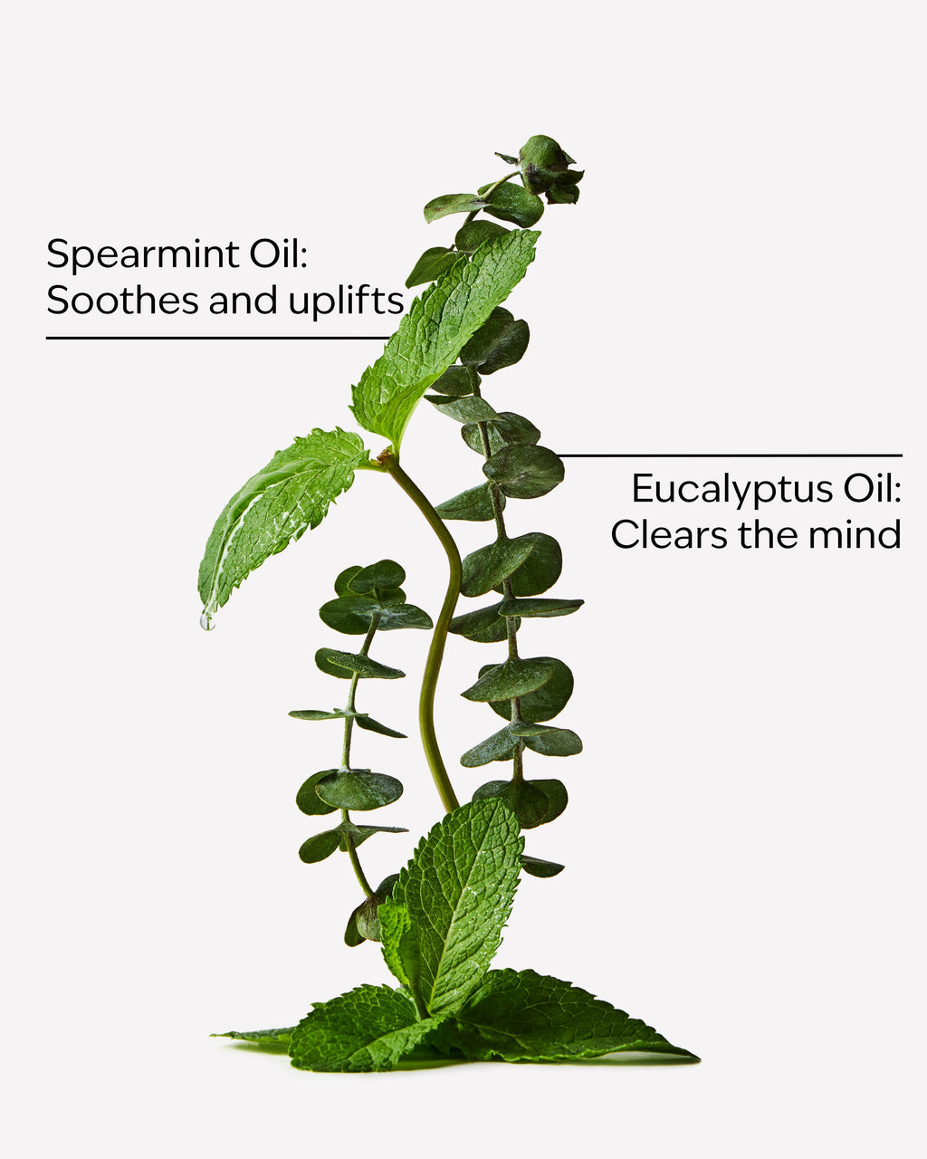 Eucalyptus Spearmint Moisturizing Body Lotion
