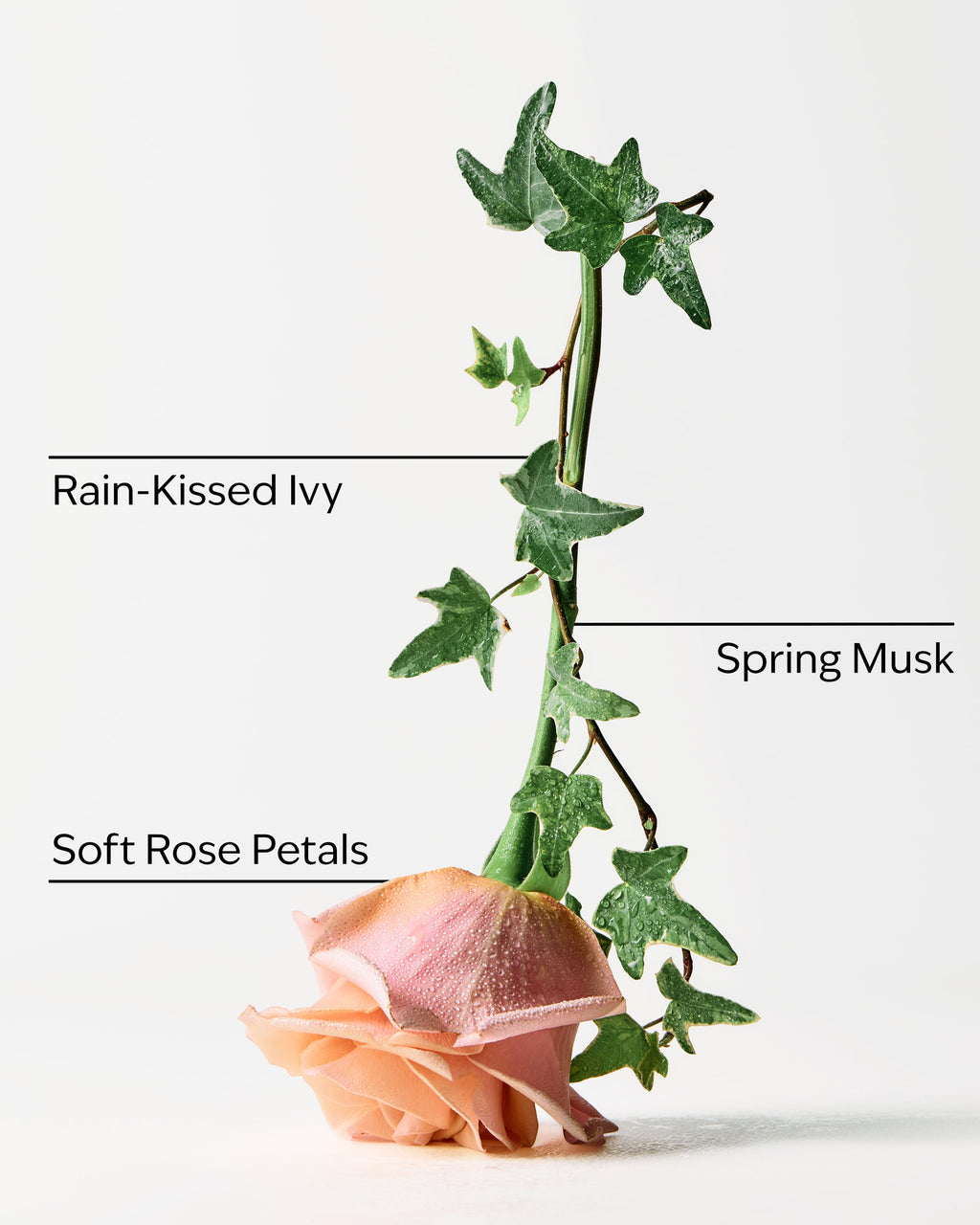 Rose Water & Ivy 3-Wick Candle